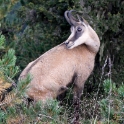 Deer, Aletsch Switzerland 1